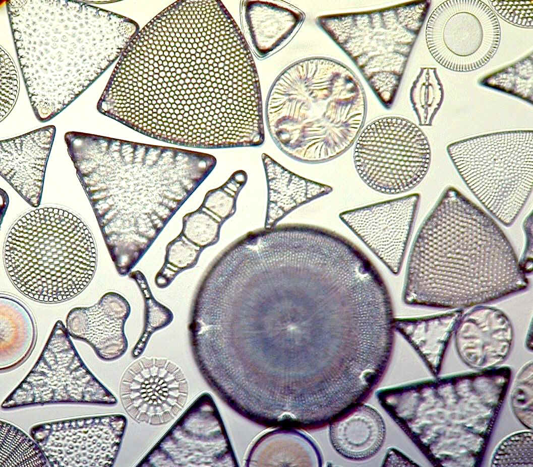 křemelina v mikroskopické podobě